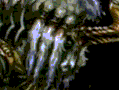 ixion.gif